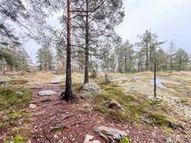 Piha-alue rajautuu metsään.