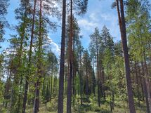 Kannus, Lehtoranta Niemeläntie