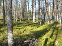 Tontin vanhaa metsää