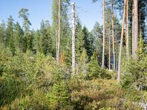 Savonlinna, Pihlajavesi