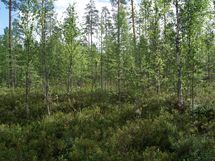 Sonkajärvi, Raudanvesi