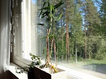 Olohuoneen ikkunasta näkymä