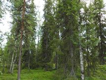 Sodankylä, Luosto