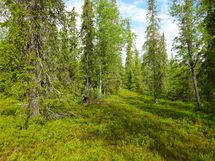 Sodankylä, Luosto