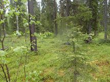 Pello, Miekojärvi, Karhumaan ranta-asemakaava
