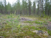  Savukoski Pykäläinen-Kuttusoja, Kemioki, Huuhkajantie