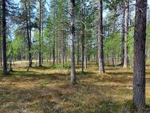 Sodankylä Kakslauttanen