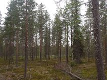 Savukoski, Pykäläinen-Kuttusoja, Kemijoki, Kuttusojantie