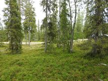 Sodankylä, Luosto