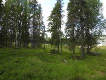 Sodankylä, Luosto