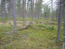 Savukoski, Pykäläinen-Kuttusoja, Kemijoki, Kuttusojantie
