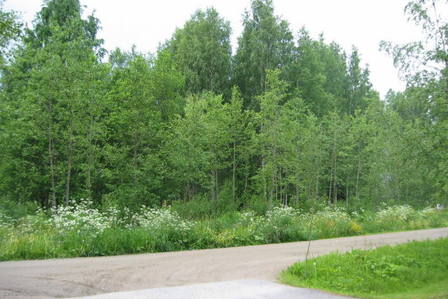 1-000-m-puistotie-2-73600-kaavi-omakotitalotontti-myynniss-oikotie