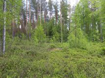 Saarijärvi, Kiesimenjärvi