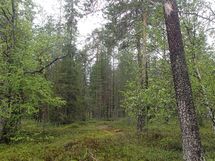 Salla, Sallatunturi, Tunturitie