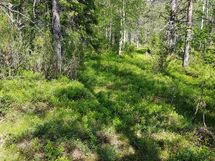 Sodankylä, Luosto Orresokka