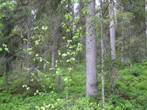 Pello, Miekojärvi, Karhumaan ranta-asemakaava