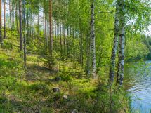 Savonlinna, Kiviapaja, Siikavesi