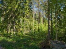 Heinävesi, Jänisvesi, Palokki