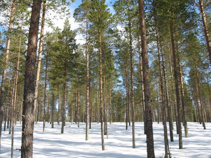 Kohdekuva