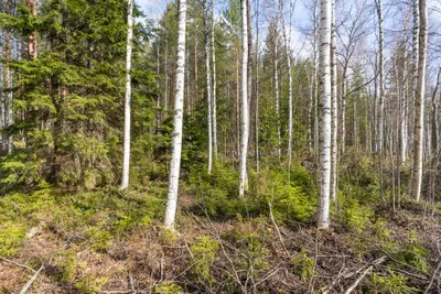 Tontti, 6 700 m², Keuruu