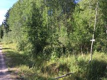 Tammela, Liesjärvi