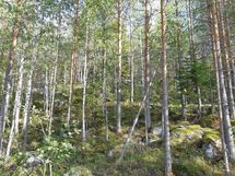 Leppävirta, Kuvansi, Herralanlahti