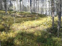 Mahdollinen loma-asunnon paikka