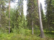 Pello, Miekojärvi, Karhumaan ranta-asemakaava