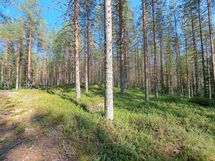 Ilomantsi, Kontiolampi