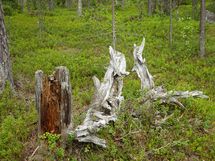 Sodankylä, Luosto Orresokka