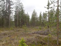  Savukoski Pykäläinen-Kuttusoja, Kemioki, Huuhkajantie