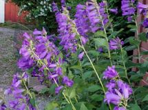 Myyjän kuva, lisää kukkaloistoa