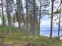 Kajaani, Laakajärvi, Metsäkukantie
