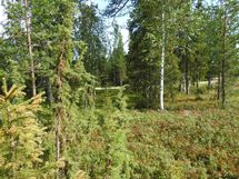Sodankylä, Luosto
