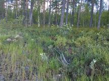 Kuhmo, Iivantiira, Moisiovaarantie 