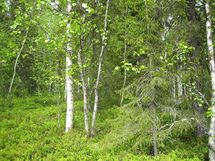 Pello, Miekojärvi, Karhumaan ranta-asemakaava