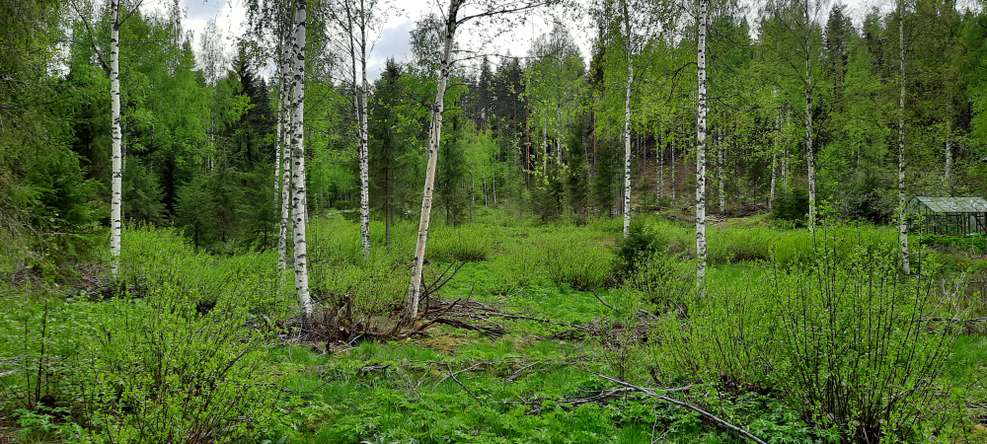 Tontti, 8 400 m², Metsolahti - Näkymä 4