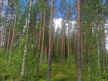 Heikkilä kuvio 5