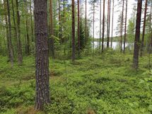 Saarijärvi, Kiesimenjärvi