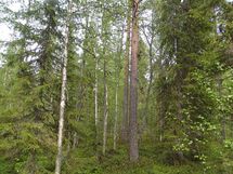 Pello, Miekojärvi, Karhumaan ranta-asemakaava