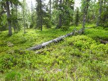 Sodankylä, Luosto