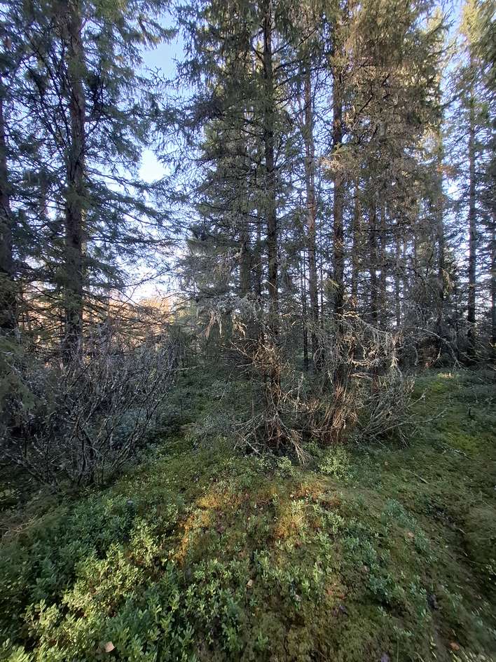 Tontti, 3 100 m², Vasankari, Kalajoki
