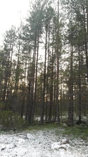 Kohdekuva