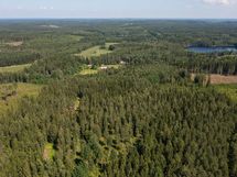 Metsäpalsta Käkikumpu II