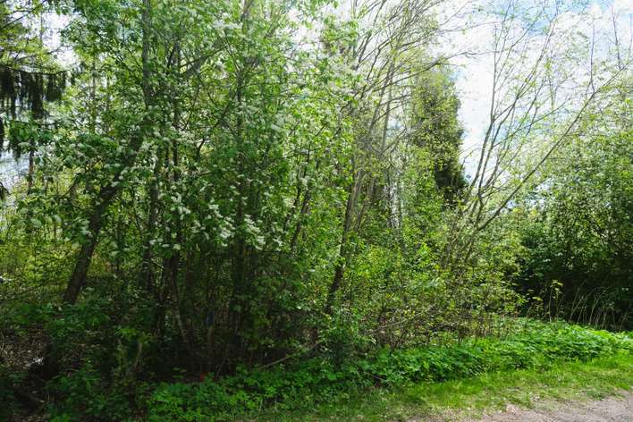 Tontti, 825 m², Riihenmäki, Mäntsälä