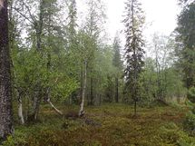 Salla, Sallatunturi, Tunturitie