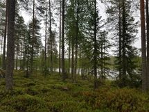 Kuhmo, Iivantiira, Moisiovaarantie 