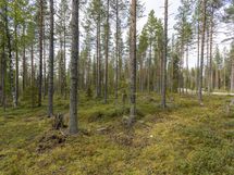 Rovaniemi-Venejärvi