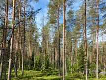 Kannus, Lehtoranta Niemeläntie