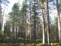 Kemijärvi, Soppela, Ketovaara